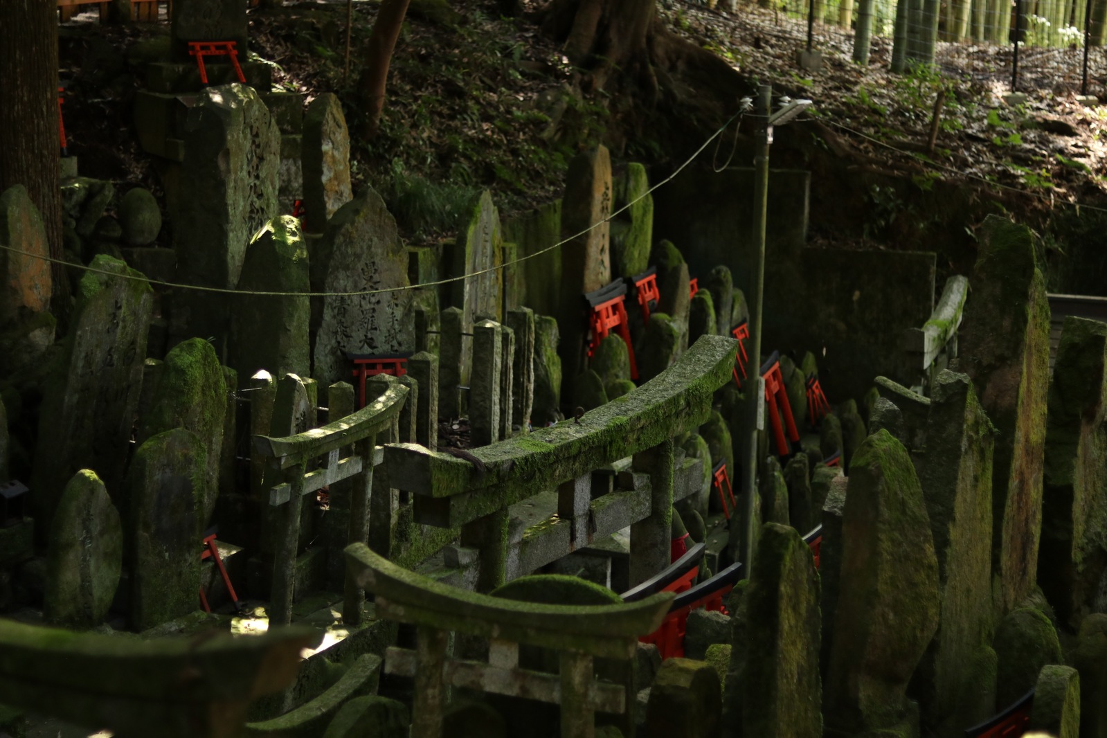 Сад маленьких поросших мхом тори