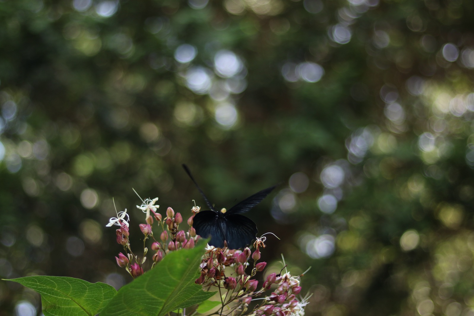 К нам прилетела бабочка!