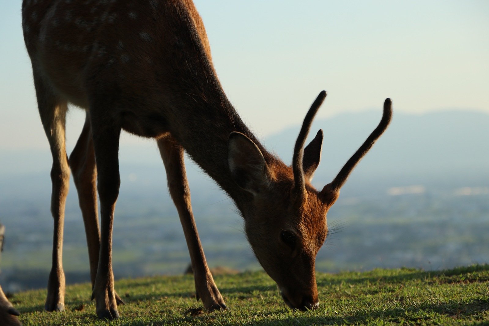 Там так много малюток-оленят!