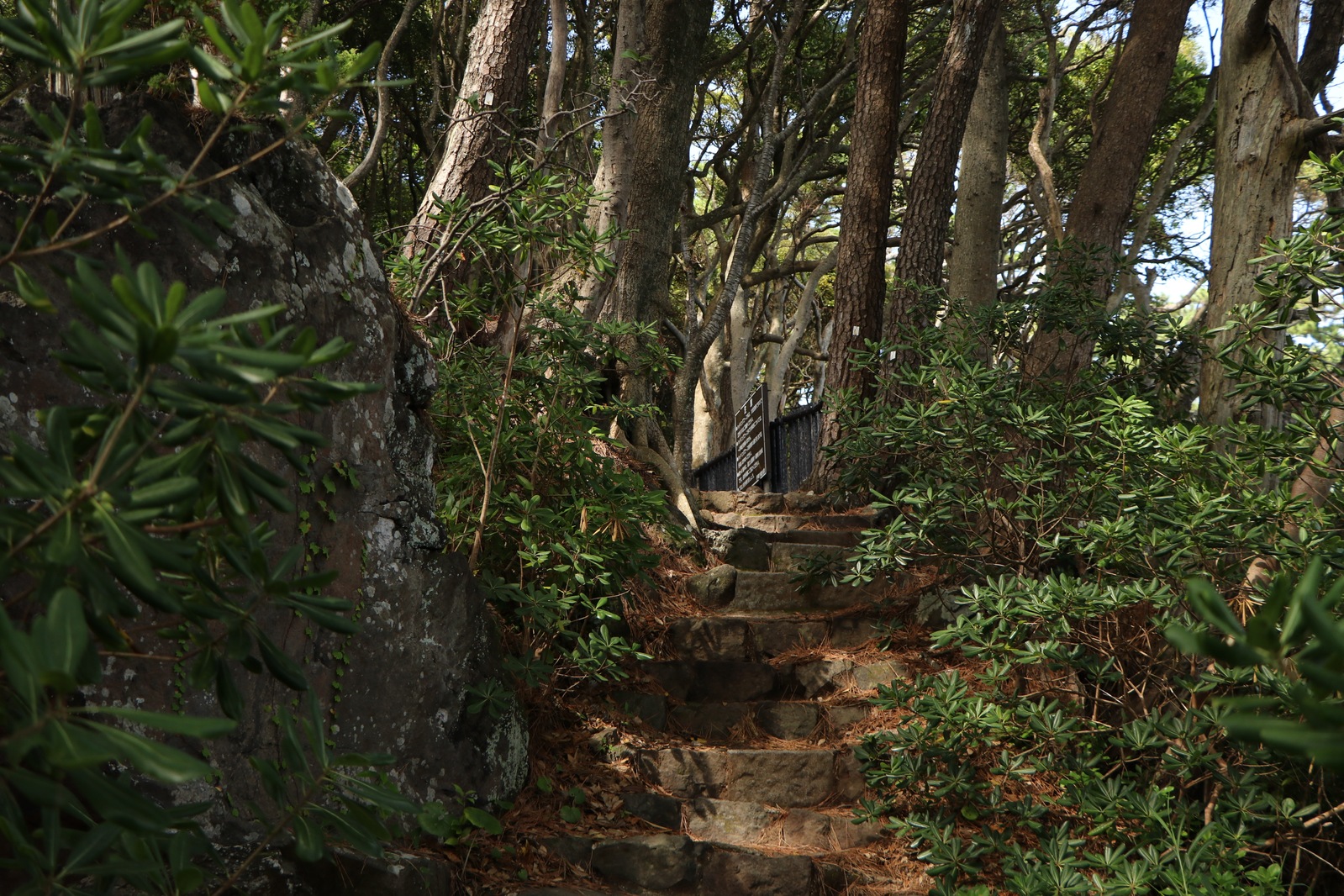 Лес около нашего рёкана